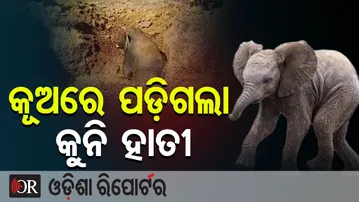 କୂଅରେ ପଡ଼ିଗଲା କୁନି ହାତୀ | Odisha Reporter