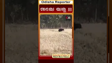 ମାଲୋ ଭାଲୁ !!!| Odisha Reporter