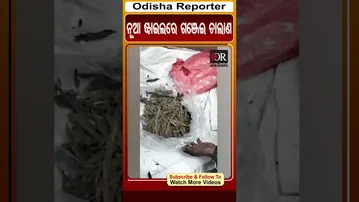ନୂଆ ଷ୍ଟାଇଲରେ ଗଞ୍ଜେଇ ଚାଲାଣ | #berhmpur #odishareporter