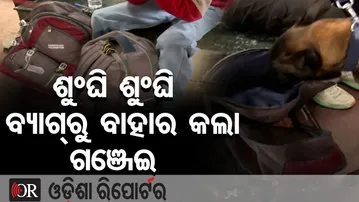 ଶୁଂଘି ଶୁଂଘି ବ୍ୟାଗରୁ ବାହାର କଲା ଗଞ୍ଜେଇ | Sniffer Dog Busts Ganja Smuggling at Bhubaneswar Station |OR