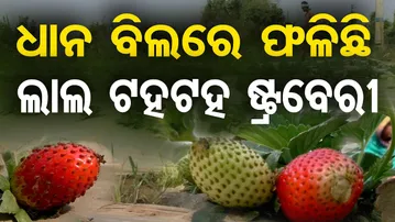 ଧାନ ବିଲରେ ଫଳିଛି ଲାଲ ଟହଟହ ଷ୍ଟ୍ରବେରୀ | Odisha Reporter