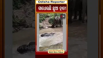 ଗାଧୋଉଛି ଛୁଆ ହାତୀ | #OdishaReporter #Odisha #Sambalpur