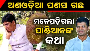 ଅଣଓଡ଼ିଆ ପଣସ ଗଛ... ମନେପଡ଼ିଗଲା ପାଣ୍ଡିଆନଙ୍କ କଥା || MLA Arun Sahoo’s Jackfruit Tree Remark || OR