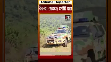 ଶିକାରୀ ଫାଶରେ ଫଶିଛି ବାଘ | Odisha Reporter