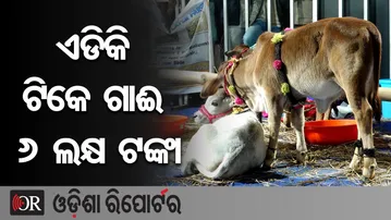 ଏଡିକି ଟିକେ ଗାଈ ୬ ଲକ୍ଷ ଟଙ୍କା | Odisha Reporter