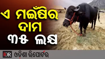 ଏ ମଇଁଷିର ଦାମ 35 ଲକ୍ଷ | Pushkar Mela 2025 | Rajasthan’s ₹35 Lakh Buffalo ‘Yuvraj’ | Odisha Reporter