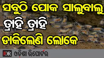 କଲବଲ କରୁଛି କାଳିମୁଣ୍ଡି ପୋକ | Black Bug Outbreak in Kendrapara! Villagers Struggle to Sleep at Night |
