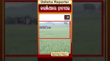 କରଞ୍ଜିଆ ବନଖଣ୍ଡକୁ ପ୍ରଵେଶ କରିଛନ୍ତି ଝାରଖଣ୍ଡୀ ହାତୀପଲ | Odisha Reporter