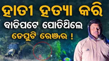 ହାତୀ ହତ୍ୟା କରି ବାଡ଼ିପଟେ ପୋତିଥିଲେ ଡେପୁଟି ରେଞ୍ଜର !  | Shocking! Elephant Death Mystery | Kalahandi | OR