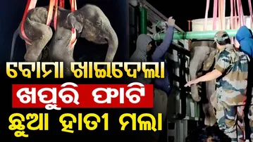 ବୋମା ଖାଇଦେଲା, ଖପୁରୀ ଫାଟି ଛୁଆ ହାତୀ ମଲା | Odisha Reporter