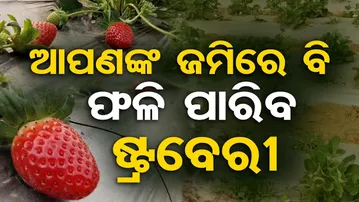 ଆପଣଙ୍କ ଜମିରେ ବି ଫଳି ପାରିବ ଷ୍ଟ୍ରବେରୀ || Strawberry farming|| Odisha Reporter