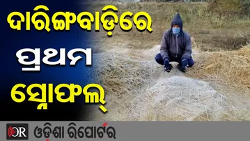 ଦାରିଙ୍ଗବାଡ଼ିରେ ପ୍ରଥମ ସ୍ନୋଫଲ | Odisha Reporter