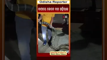 ବାପରେ କେତେ ବଡ଼ ଅହିରାଜ| Odisha Reporter