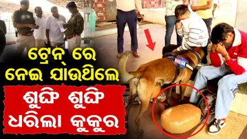 ଟ୍ରେନରେ ନେଇ ଯାଉଥିଲେ...ଶୁଙ୍ଘି ଶୁଙ୍ଘି ଧରିଲା କୁକୁର | Odisha Reporter