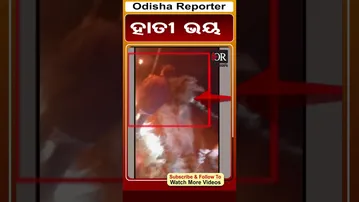 ହାତୀ ଭୟ  | #champua #elephant #odishareporter