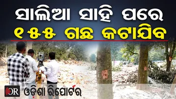 ସାଲିଆ ସାହି ପରେ ୧୫୫ ଗଛ କଟାଯିବ | Ekamra Park to Patharagadia Road | Bhubaneswar | Odisha Reporter