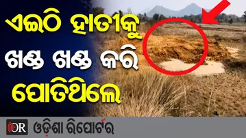 ଏଇଠି ହାତୀକୁ ଖଣ୍ଡ ଖଣ୍ଡ କରି ପୋତିଥିଲେ | Odisha Reporter