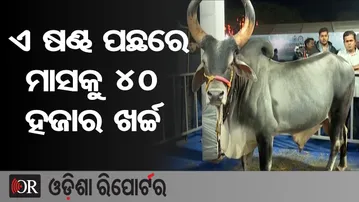 ଏ ଷଣ୍ଢ ପଛରେ ମାସକୁ 40 ହଜାର ଖର୍ଚ୍ଚ | Odisha Reporter