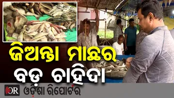 ଜିଅନ୍ତା ମାଛର ବଡ଼ ଚାହିଦା  | Odisha Reporter