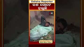 କଣ ଗୋଟେ ହଲୁଛି|| Odisha Reporter
