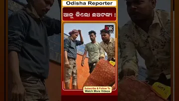 ଆଳୁ କିଲୋ ଛଅ ଟଙ୍କା || Potato ||  Odisha Reporter