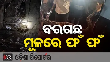 ବରଗଛ ମୂଳରେ ଫଁ ଫଁ | Odisha Reporter