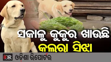 ସକାଳୁ କୁକୁର ଖାଉଛି କଲରା ସିଝା | Odisha Reporter