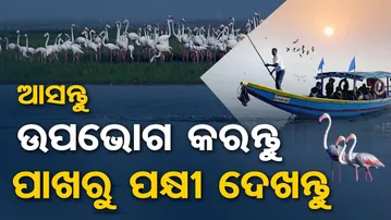 ସନ୍ତୁ ଉପଭୋଗ କରନ୍ତୁ , ପାଖରୁ ପକ୍ଷୀ ଦେଖନ୍ତୁ  ।| Odisha Reporter