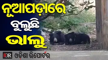 ନୂଆପଡ଼ାରେ ବୁଲୁଛି ଭାଲୁ || 2 Bears Spotted in Nuapada Residential Area! || Odisha Reporter