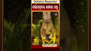 କଟକ ବାଲିଯାତ୍ରାରେ ଜଙ୍ଗଲୀ ଜନ୍ତୁ | #cuttack #balijatra2025 #odishareporter