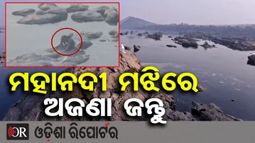 ମହାନଦୀ ମଝିରେ ଅଜଣା ଜନ୍ତୁ | Otter-Like Animals Found in Mahanadi at Binika! | Sonepur |Odisha Reporter