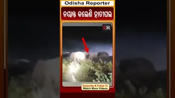 ନୟାନ୍ତ କଲେଣି ହାତୀପଲ |#champua #elephant #odishareporter