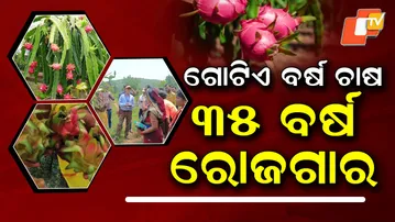 Dragon-Fruit-Farming