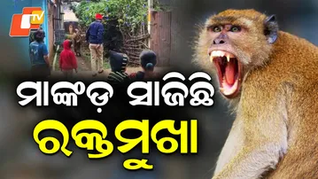 Champua-MONKEY-ATTACK