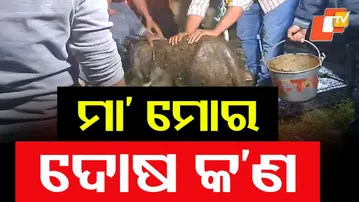Elephant Calf Rescued