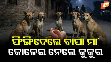 Stray Dogs Save Abandoned Baby