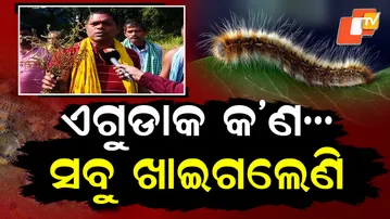 Black-Headed Caterpillar