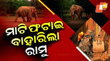 BBSR Ramu Elephant