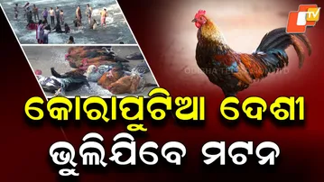 Koraput Hen