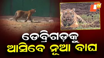 Two New Tigers to Arrive at Debrigarh Soon