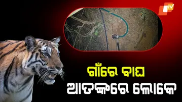 CCTV Captures Tiger in Village