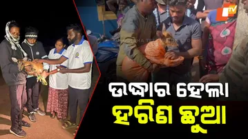 Villagers Save Deer Calf From Deep Well