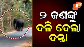 Tusker Tramples Two to Death