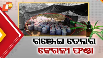 Koraput Ganja Oil Seized