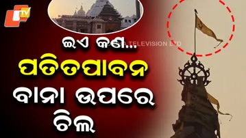 Kite Sits On Patitapabana Bana