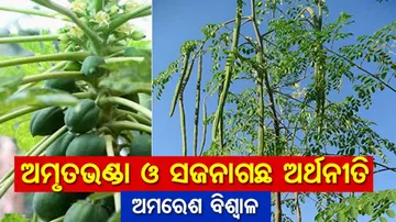 ଅମୃତଭଣ୍ଡା ଓ ସଜନାଗଛ ଅର୍ଥନୀତି