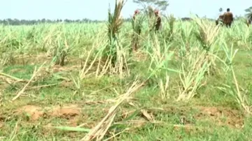 ‘ଫୋନି’ ଦ୍ୱାରା ୧୪ ଜିଲ୍ଲାର ୮୮ ବ୍ଲକ୍‌ ପ୍ରଭାବିତ