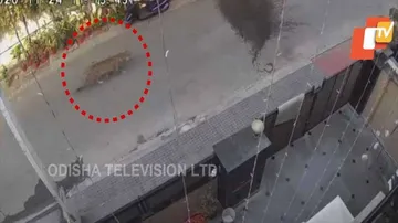 ରାସ୍ତାରେ ବୁଲୁଛି ବାଘ, ଭଡିଓ ଭାଇରାଲ