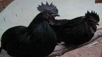 କରୋନା ବଢ଼ାଇଲା କୁକୁଡ଼ା ଦାମ୍‌, ଗୋଟାକୁ ୮୫୦