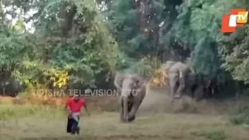 ବିନିକାରେ ହାତୀ ଉପଦ୍ରବ